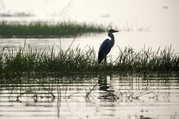 18 January 2025, Bird watching at Bhigwan Bird Sanctuary – famous for flamingos, Bhigwan is a small town around 100 kms away from Pune, Maharashtra, India.