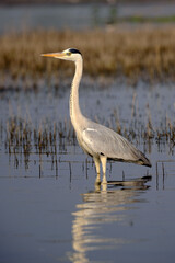 18 January 2025, Bird watching at Bhigwan Bird Sanctuary – famous for flamingos, Bhigwan is a small town around 100 kms away from Pune, Maharashtra, India.