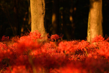 西陽の中の曼殊沙華