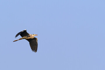 18 January 2025, Bird watching at Bhigwan Bird Sanctuary – famous for flamingos, Bhigwan is a small town around 100 kms away from Pune, Maharashtra, India.