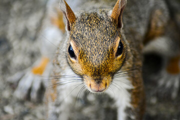 Obraz premium Friendly gray squirrel in a city park.