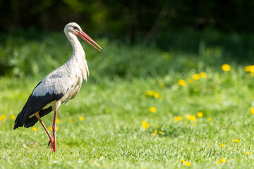 White stork (ciconia ciconia), National park Polana, Slovakia