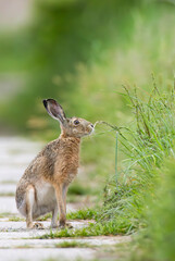 Field hare (Lepus europaeus) in Bird park Kosteliska near Dubnany, Southern Moravia, Czech Republic