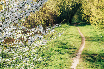 Fototapeta premium Rural path with delicate white flowering that decorate trees of trees along a dirty dirty path