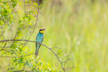 European bee-eater, Merops apiaster, Palava, Southern Moravia, Czech Republic