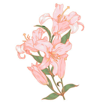 Pink lily on a white background