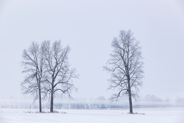 Foggy winter landscape of bare trees in a rural setting, Michigan, USA