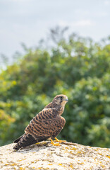 Common kestrel (Falco tinnunculus), falcon family Falconidae, Southern Moravia, Czech Republic