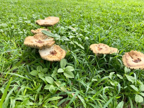 Cogumelo na natureza com varias cores e fundo desfocado .