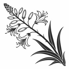 Bai sanicle vector silhouette black design white background