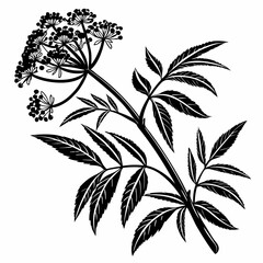 Bai sanicle vector silhouette black design white background