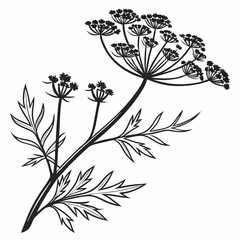 Bai sanicle vector silhouette black design white background