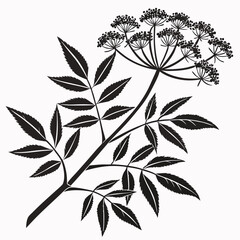 Bai sanicle vector silhouette black design white background