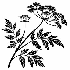 Bai sanicle vector silhouette black design white background