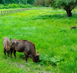 Adult bison and calves grazing in a meadow.