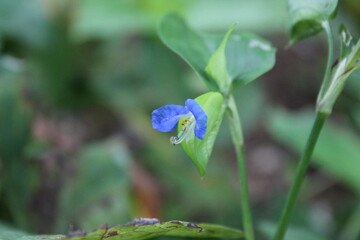 A sample of Asiatic Dayflower (Commelina Communis) in the Spiderwort family, growing in Ontario Canada. -Captured by MIROFOSS