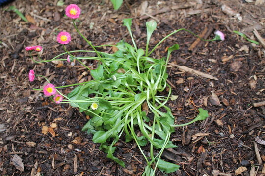 A sample of English Daisy (Bellis Perennis) in the Aster family, growing in Ontario Canada. -Captured by MIROFOSS
