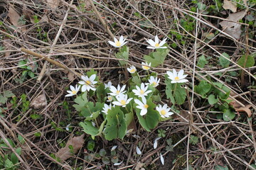 A sample of Bloodroot (Sanguinaria Canadensis) in the Poppy family, growing in Ontario Canada. -Captured by MIROFOSS