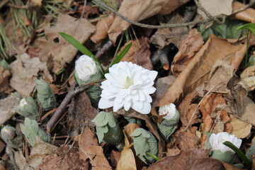 A sample of Bloodroot, the variety 