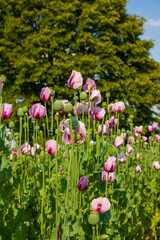 Fototapeta premium Lila Mohnblumen auf einem Feld für eine Bäckerei gepflanzt