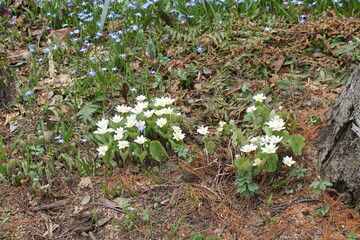 A sample of Bloodroot (Sanguinaria Canadensis) in the Poppy family, growing in Ontario Canada. -Captured by MIROFOSS