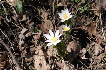 A sample of Bloodroot (Sanguinaria Canadensis) in the Poppy family, growing in Ontario Canada....