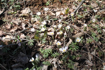 A sample of Bloodroot (Sanguinaria Canadensis) in the Poppy family, growing in Ontario Canada. -Captured by MIROFOSS
