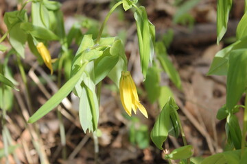 A sample of Bellwort (Uvularia Grandiflora) in the Lily family, growing in Ontario Canada. -Captured by MIROFOSS