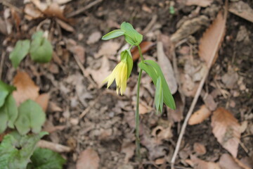 A sample of Bellwort (Uvularia Grandiflora) in the Lily family, growing in Ontario Canada. -Captured by MIROFOSS