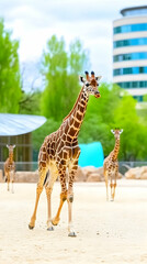Obraz premium Baby giraffe walking in zoo enclosure, city background, nature and urban contrast, wildlife conservation