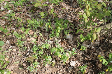 A sample of Bellwort (Uvularia Grandiflora) in the Lily family, growing in Ontario Canada. -Captured by MIROFOSS
