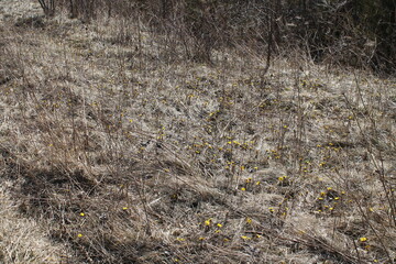A sample of Coltsfoot (Tussilago Farfara) in the Aster family, growing in Ontario Canada. -Captured by MIROFOSS