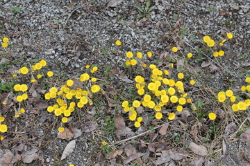 A sample of Coltsfoot (Tussilago Farfara) in the Aster family, growing in Ontario Canada. -Captured by MIROFOSS