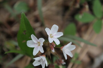A sample of Cut-Leaf Toothwort (Cardamine Concatenata) in the Mustard family, growing in Ontario Canada. -Captured by MIROFOSS