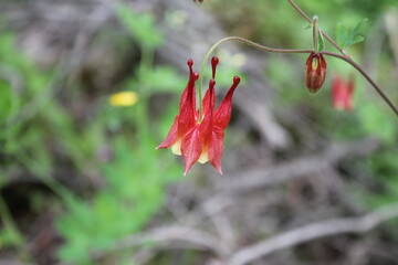 A sample of Wild Columbine (Aquilegia Canadensis) in the Buttercup family, growing in Ontario Canada. -Captured by MIROFOSS
