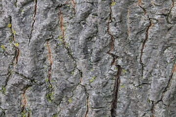 A sample of Red Coliseum Maple 