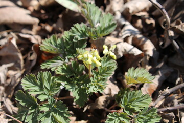 A sample of Dutchman's Breeches (Dicentra Cucullaria) in the Poppy family, growing in Ontario Canada. -Captured by MIROFOSS