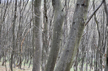 Hornbeam trees growing in the forest
