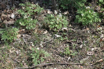 A sample of Dutchman's Breeches (Dicentra Cucullaria) in the Poppy family, growing in Ontario Canada. -Captured by MIROFOSS