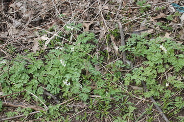 A sample of Dutchman's Breeches (Dicentra Cucullaria) in the Poppy family, growing in Ontario Canada. -Captured by MIROFOSS