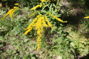 A sample of Early Goldenrod (Solidago Juncea) in the Aster family, growing in Ontario Canada. -Captured by MIROFOSS