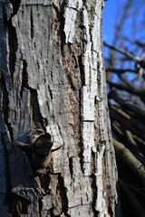 bark of a tree