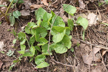 A sample of Wild Ginger (Asarum Canadense) in the Birthwort family, growing in Ontario Canada. -Captured by MIROFOSS