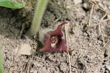 A sample of Wild Ginger (Asarum Canadense) in the Birthwort family, growing in Ontario Canada. -Captured by MIROFOSS