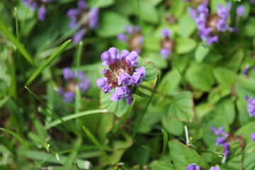 A sample of Heal-All (Prunella Vulgaris) in the Mint family, growing in Ontario Canada. -Captured by MIROFOSS