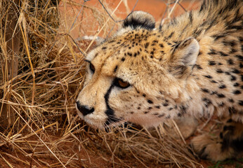 cheetah close-up hiding in grass