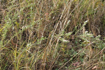 A sample of Heath Aster (Symphyotrichum Ericoides) in the Aster family, growing in Ontario Canada. -Captured by MIROFOSS