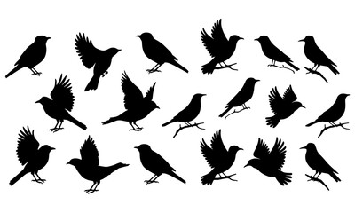 Obraz premium Bird silhouette, black birds shape flying bird icon, bird vector, avian design, nature symbols, wildlife species silhouettes art, animal graphic illustration