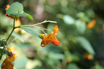 A sample of Spotted Jewelweed (Impatiens Capenis) in the Touch-Me-Not family, growing in Ontario Canada. -Captured by MIROFOSS