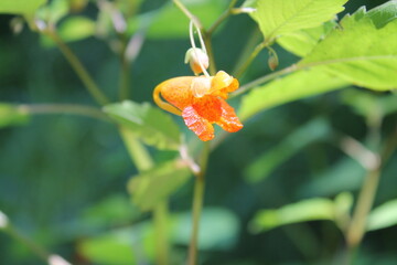 A sample of Spotted Jewelweed (Impatiens Capenis) in the Touch-Me-Not family, growing in Ontario Canada. -Captured by MIROFOSS